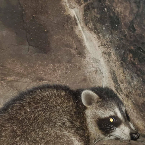 Raccoon